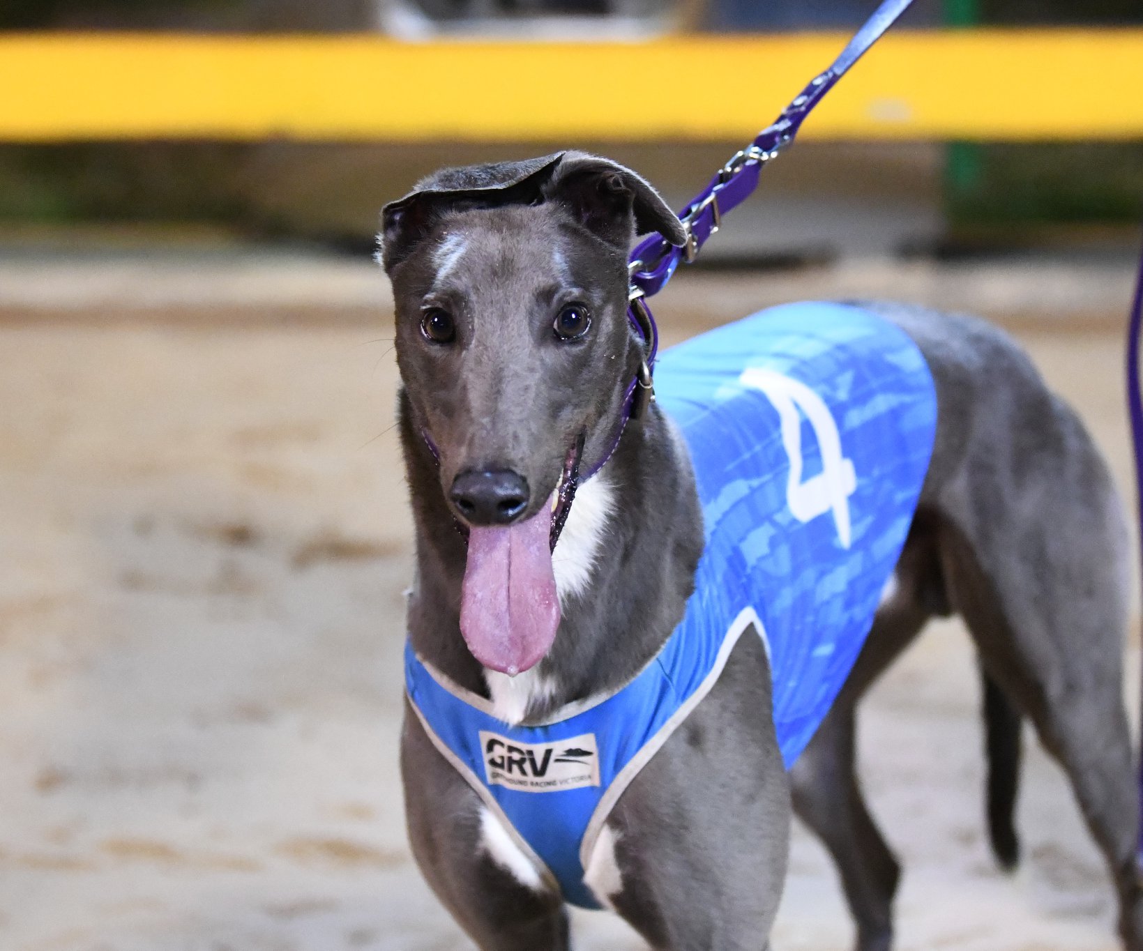 Track Record Falls At Horsham