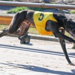 Tiggerlong Tonk takes out his heat in 23.47sec.