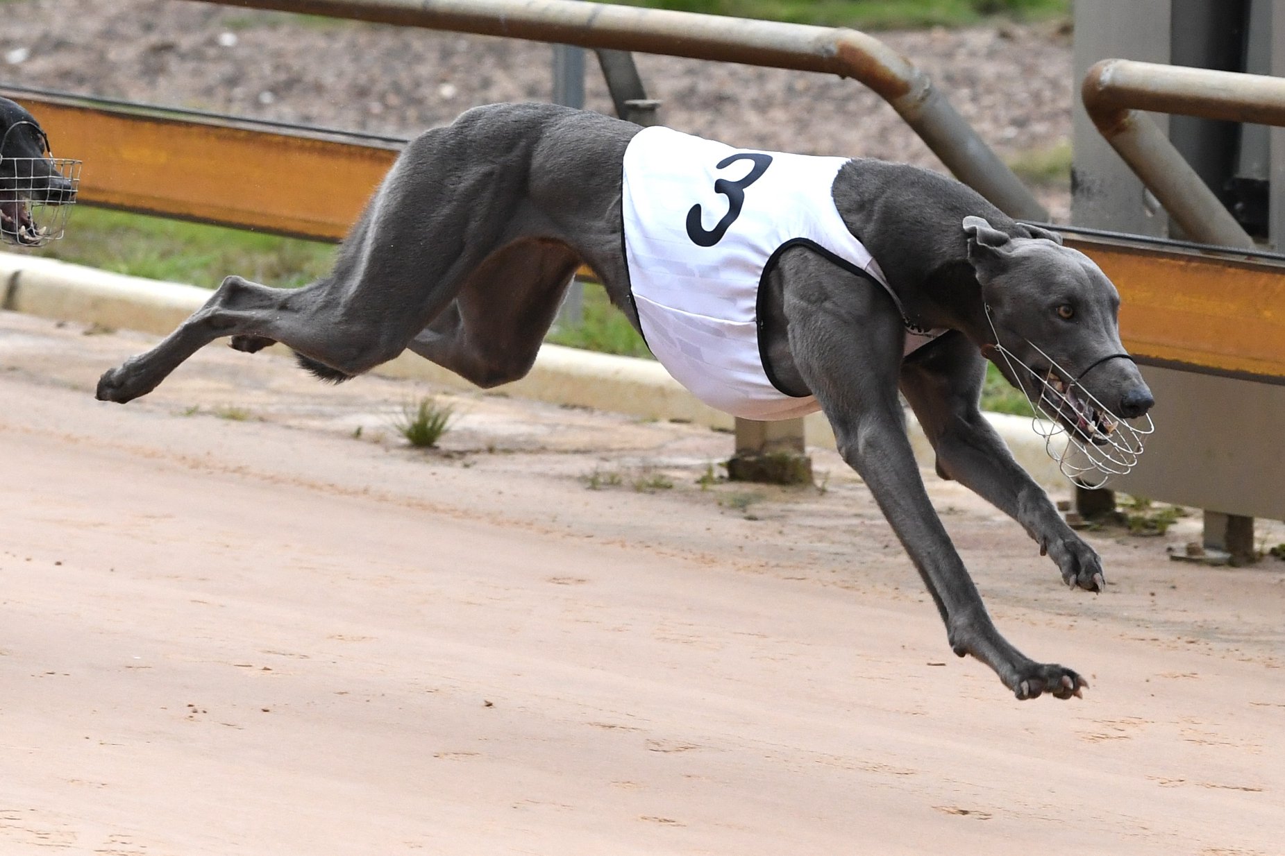 Little Aussie Battlers