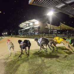 The Meadows Greyhound Racing