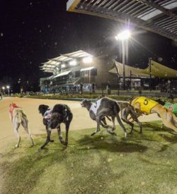 The Meadows Greyhound Racing