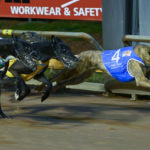 Yozo Bale (4) holds off kennelmate Tiggerlong Tonk (6) and Shima Shine (5) in an exciting finish to the Triple M Bendigo Cup