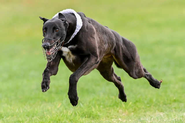 Gravy Pours On The Pressure In Classic Waterloo Cup Final