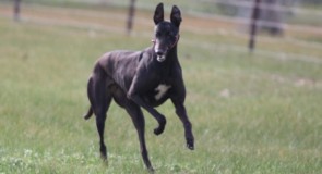 Damsel’s Day at Bendigo tomorrow