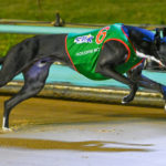 Houdini Boy clocks the fourth fastest time run over the 600m at The Meadows to win the Group 3 600m Speed Star