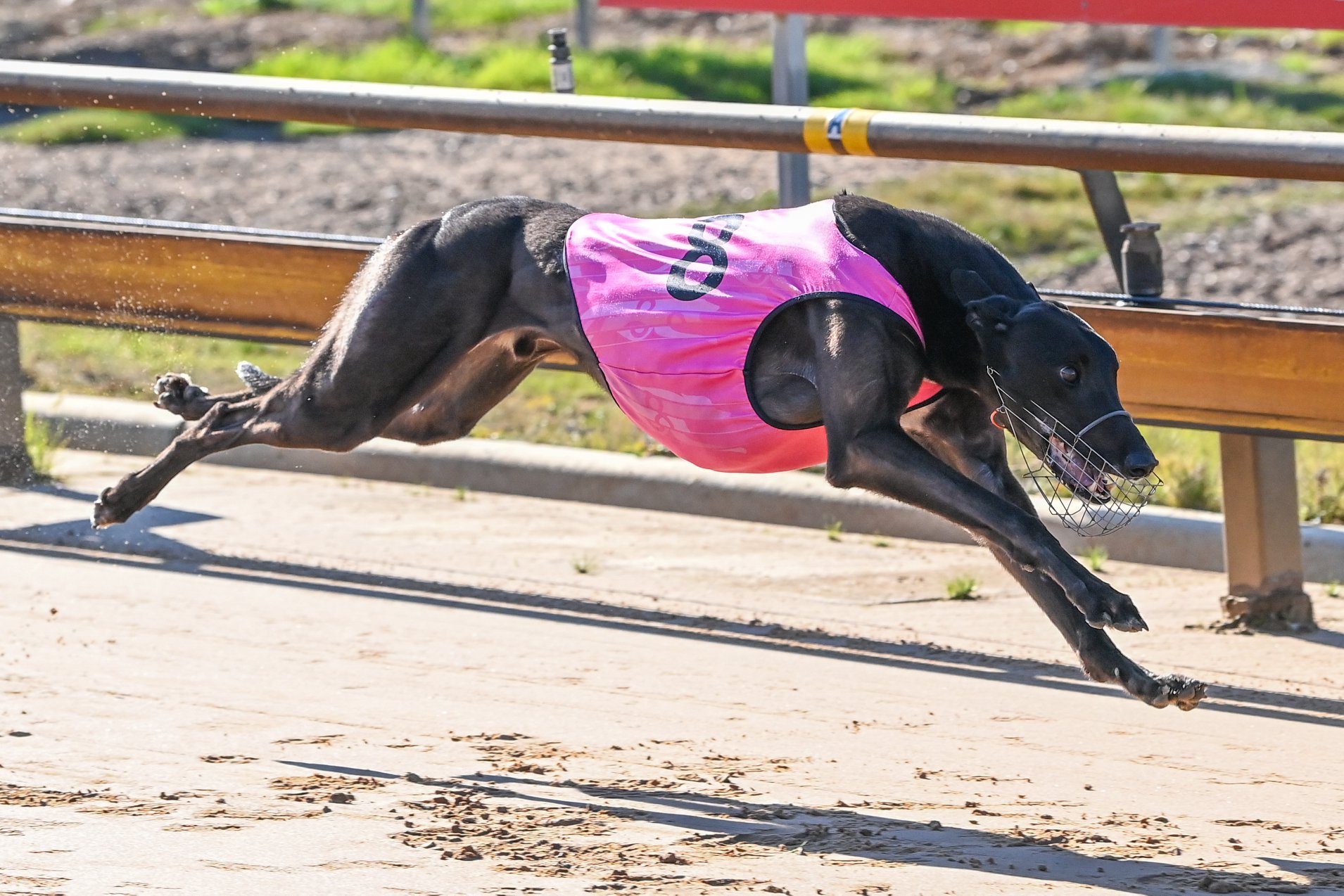 Shima In Second Chase For 1m