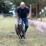 Gerry Kleeven slips Luca Neveelk in a galloping run at their Gippsland home.