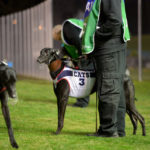 A greyhound decked out in Geelong gear.