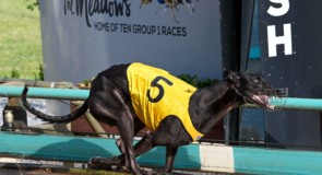 Great Chase windfall to increase opportunities for Wood ‘n’ Crete clients