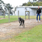 Jack Riewoldt slips a greyhound at Jason and Seona Thompson's property.