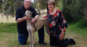 ‘He paid for my heart surgery’: A beautiful bond between greyhound and trainer