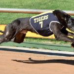 A greyhound with a Richmond vest races at Healesville.