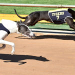 Two greyhunds in Richmond vests trial at Healesville.