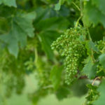 Grapes at Blue Gables Vineyard.