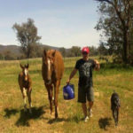 Ernie and Tess the greyhound (Ringer’s Delight) walking alongside a mare and foal.