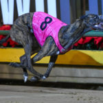 Hard Style Rico made if four from four from the pink alley with a scintillating heat victory in 29.17sec.
