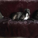 Lola (Darla's Delight) chilling on the couch at home.