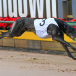 Shima Shine was the first greyhound into the 2020 TAB Melbourne Cup with a dominant heat win in 29.19sec.