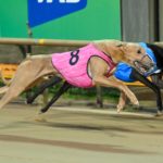 Tinker Craig (8) flew home to score a last-stride win over Spring Hummer (4).