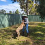 Giaan has a great connection with the greyhounds on Wayne's farm.