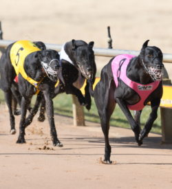 Braemar Prince about to cross the line in one of his victories at Horsham. Photo by Daniel Thorogood.