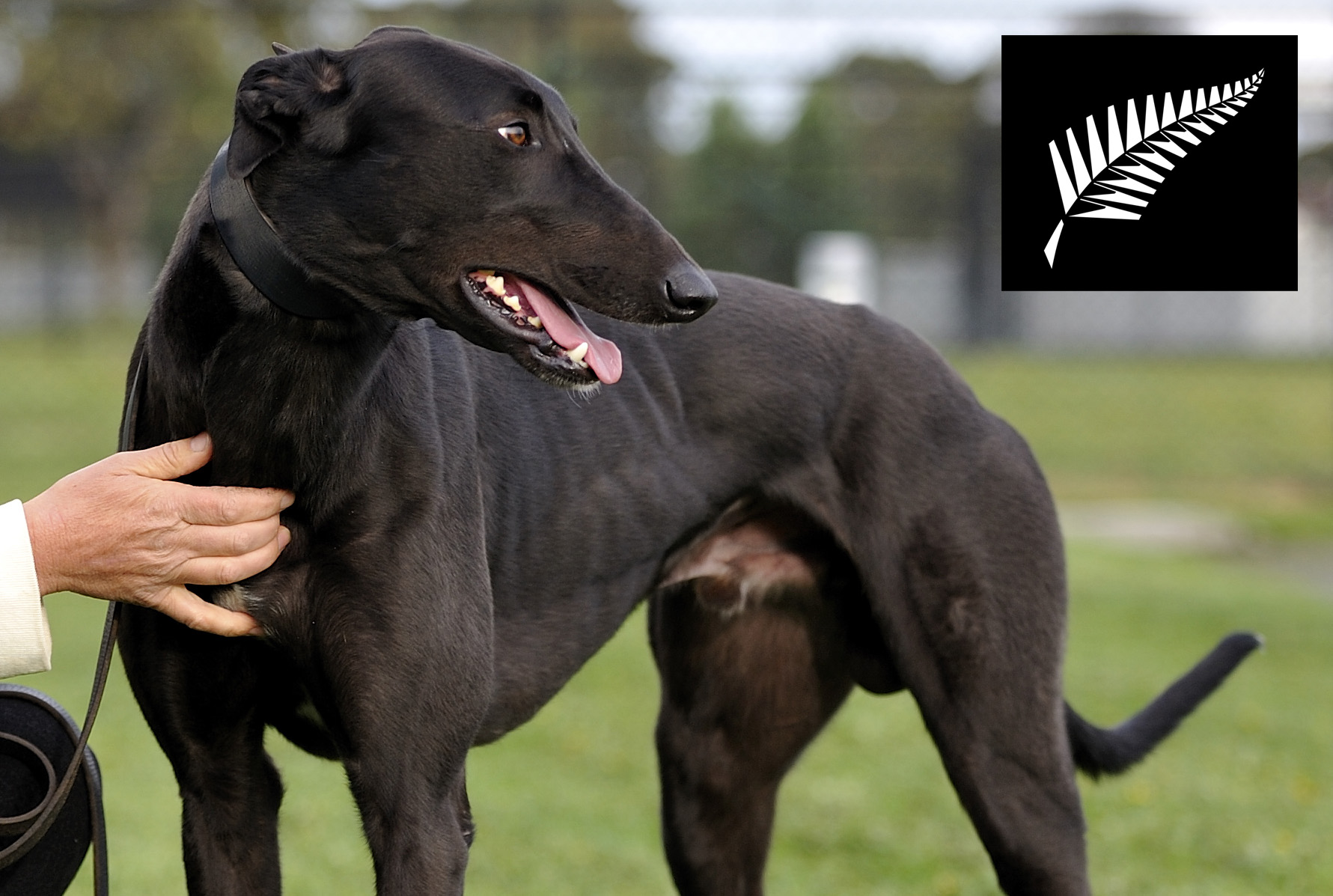 new zealand animal quarantine rules