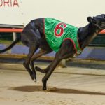 Zambora Smokey wins the Gippsland Festival Sprint Final for Jason Thompson.