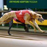 Aeroplane Eric (1) holds off the fast-finishing Equalizer to take out the 2021 Warragul Cup.