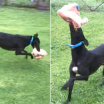 Duncan loves nothing more than frolicking with his toys in Julie and Ken's imacculately kept one-acre paddock.