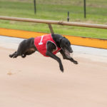 Duncan scores one of his four wins at Healesville (six starts)