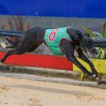 Lots Of Chatter wins his heat in 29.96sec