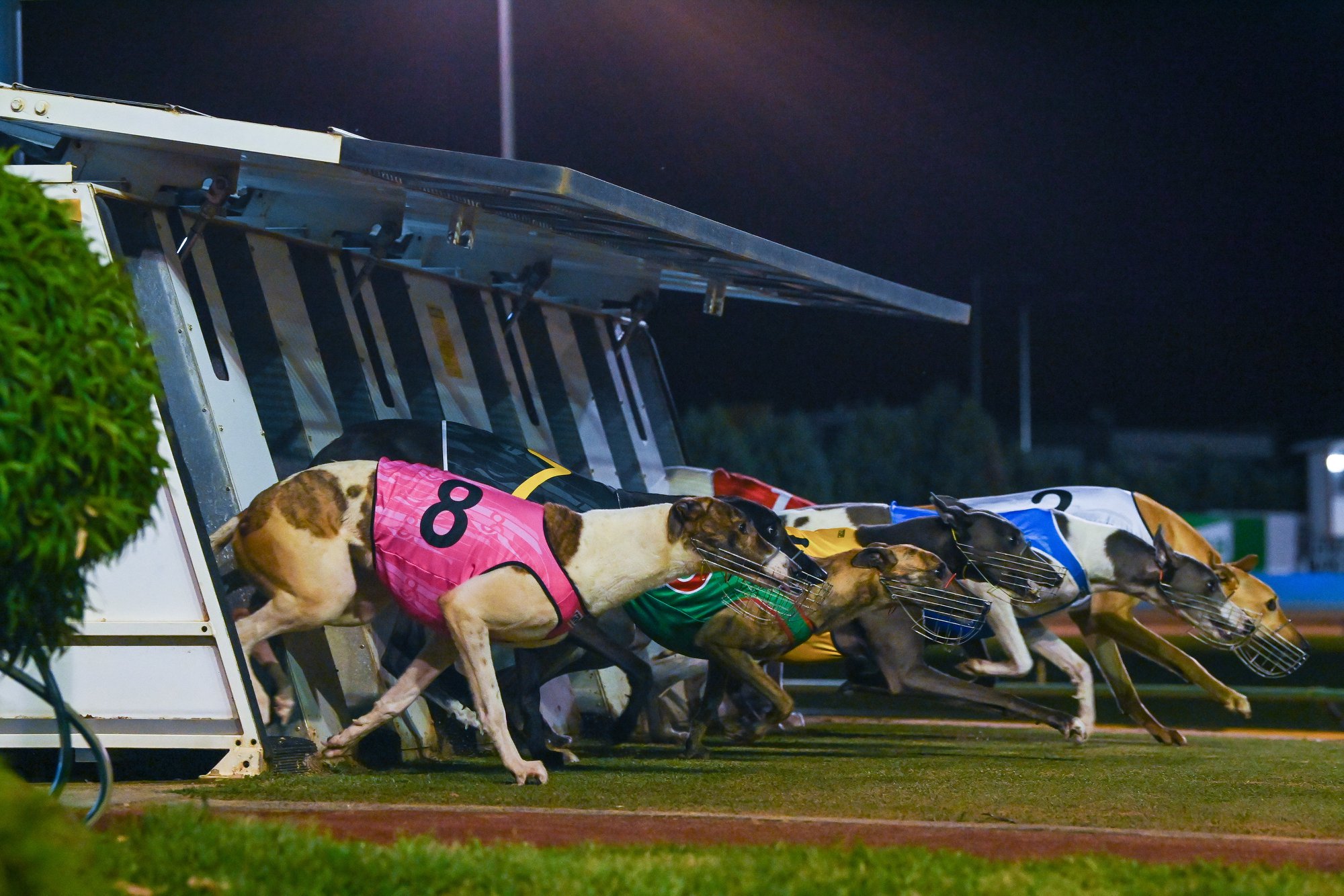 Eagles Nest Egg Gredyhound Racing
