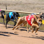 Fabriola Zad (1) charges to the finish line ahead of Barooga Smoke (rail)