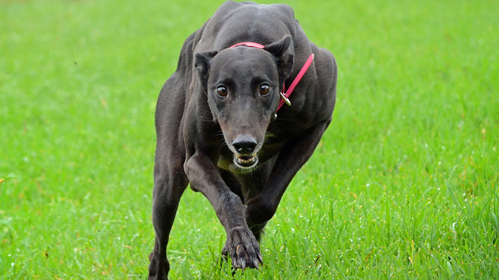 Greyhound-2