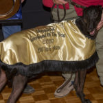 Greyhound of the Year, All In Ava
