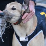 Jax Bale repleneshes after his Cranbourne Cup win.