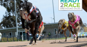 Bendigo’s Ready to Race Sales cancelled again