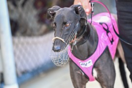 Stayer Jess a ‘Super’ buy