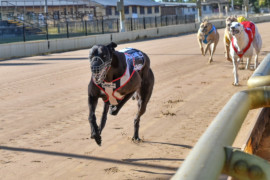 ‘King Shima’ smashes Horsham 485m TR