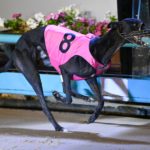 Stanley Road takes out the Fanta Bale Super Stayers in 42.15ec.