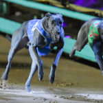 Tommy Shelby (4) and Fernando Bluey (6) give their all in the charge to the finish line.