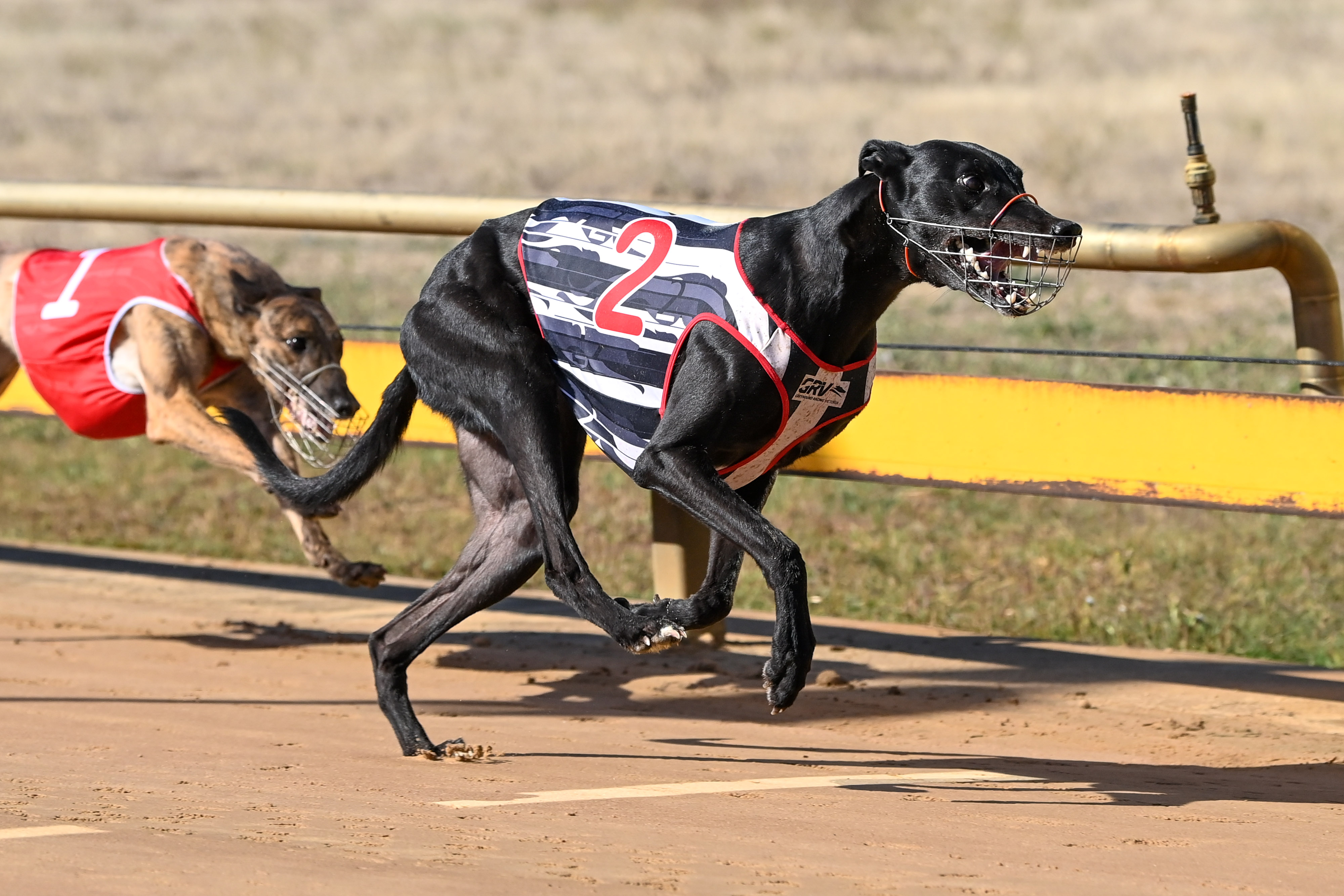 Jim Zarr Dashian Set For Shine