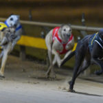 Shima Shine surges to the finish line ahead of Jax Bale (1) and Barooga Smoke (5)