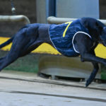 Shima Shine takes out the Horsham Cup, ending his country cups jinx.
