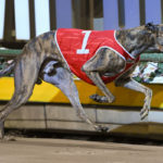 Kenny The Brute wins a heat of the Sandown Cup in 41.76sec.