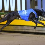 Last week's Sapphire Crown winner Qwara Bale made it five on end with a crushing win in the Gr8 Eight clocking 29.17sec.