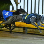 Maggie Moo Moo defeats Sir Truculent in a Sandown Cup heat, clocking 41.97sec after coming from well back.