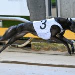 Qwara Bale takes out the Warrnambool Cup in a sizzling 24.82sec.