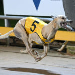 Recent Geelong Cup winner Weblec Jet takes out the Stan Lake Memorial in 24.85sec.