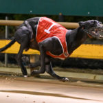 Aston Rupee wins the Warragul heat of the Champion Sprinter.